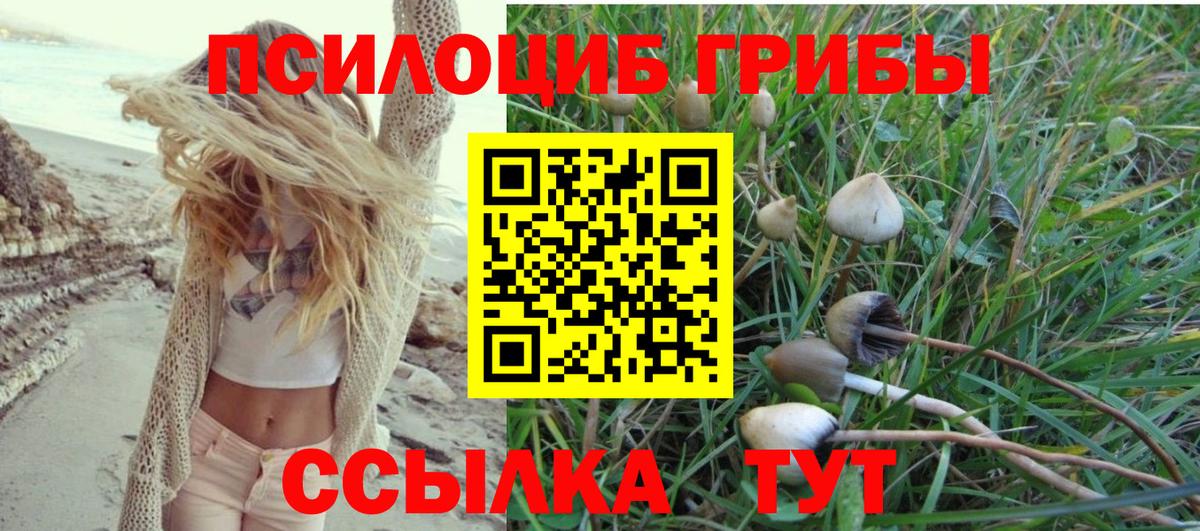Галлюциногенные грибы Psilocybe Печора